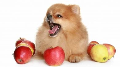 Köpekler Elma Yiyebilir Mi
