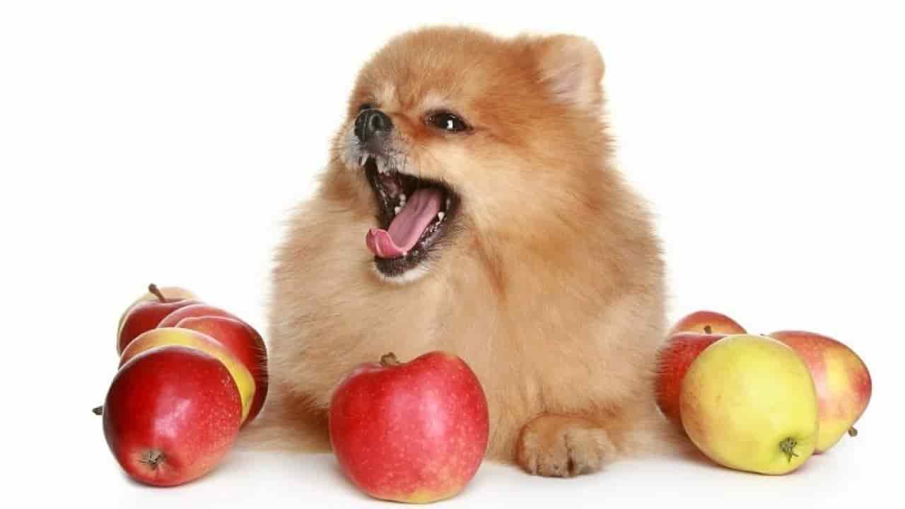 Köpekler Elma Yiyebilir Mi? Tüm Detaylarıyla | Benmelegim.com